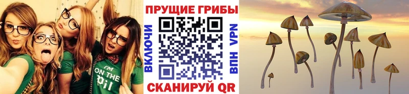 Псилоцибиновые грибы GOLDEN TEACHER  kraken сайт  Короча 